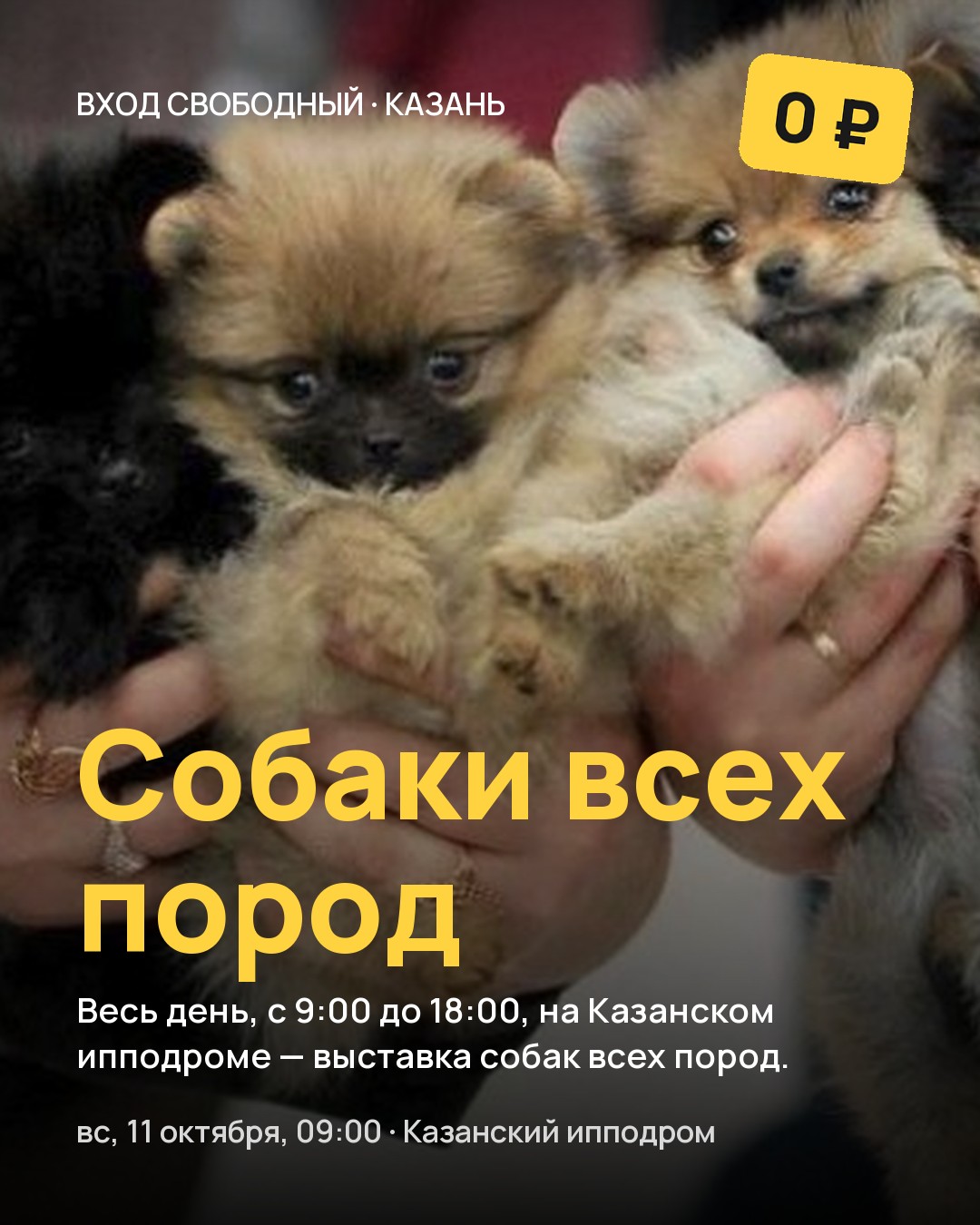 Выставка Собаки всех пород